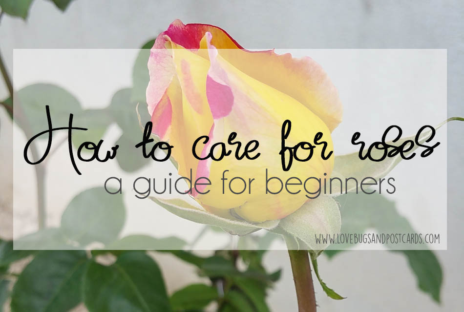 How to care for roses - a guide for beginners