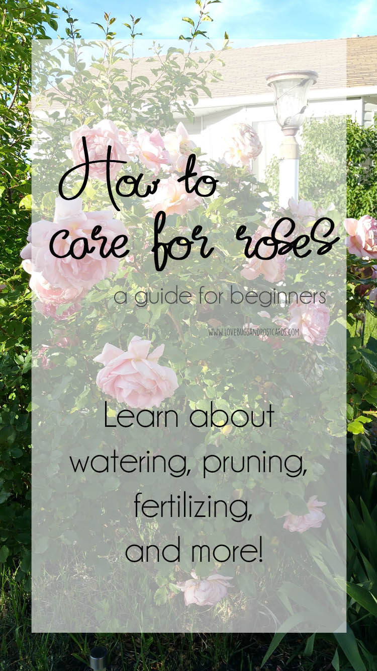 How to care for roses - a guide for beginners