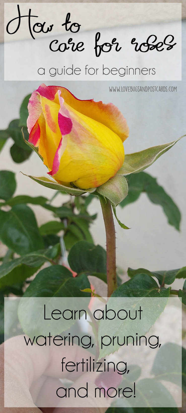 How to care for roses - a guide for beginners