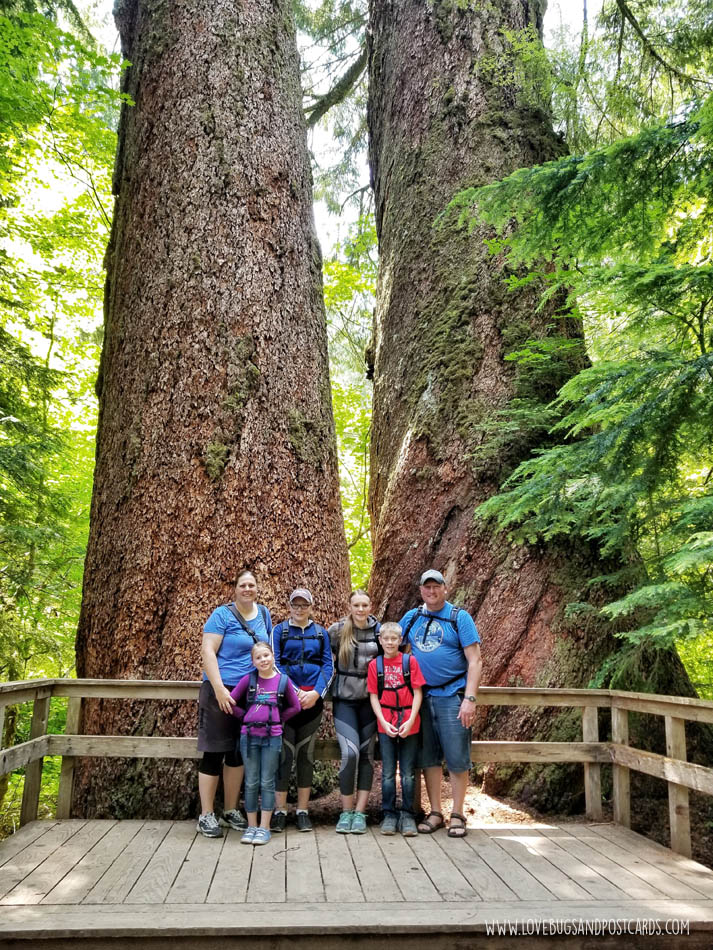 Grove of the Patriarchs in Mt. Rainier National Park