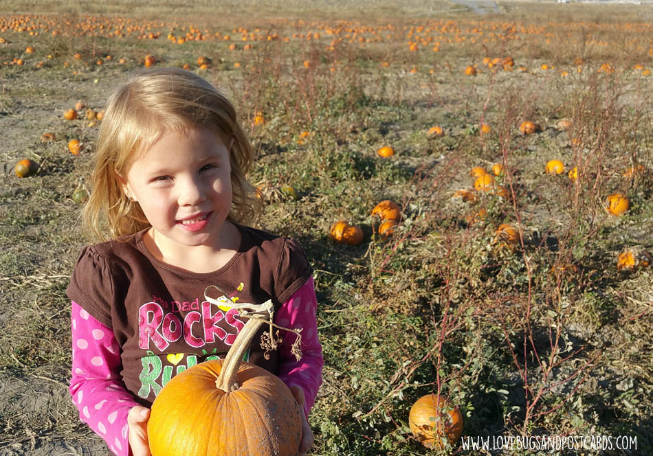 Utah Pumpkin Patches