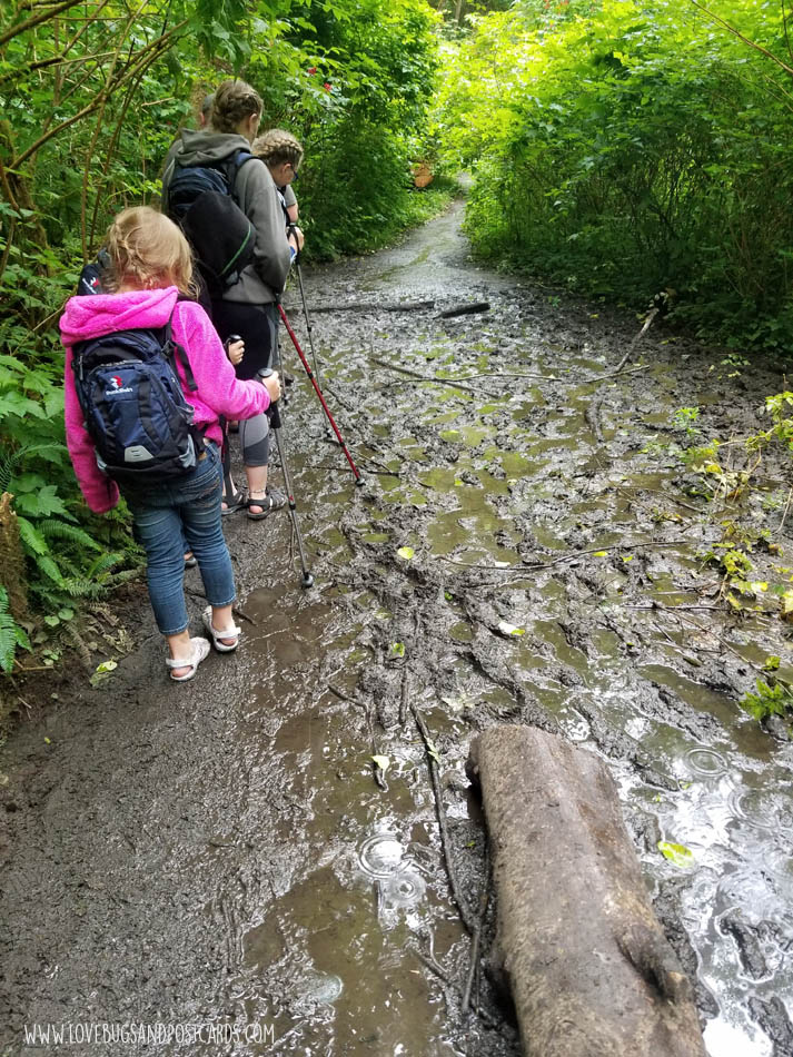 Shi Shi Beach Trail Hike in Washington