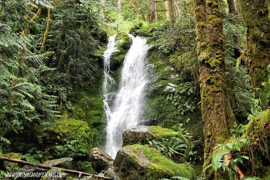 Quinault Rain Forest in Washington