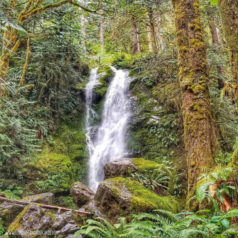 Merriman Falls in Quinault Rain Forest in Washington