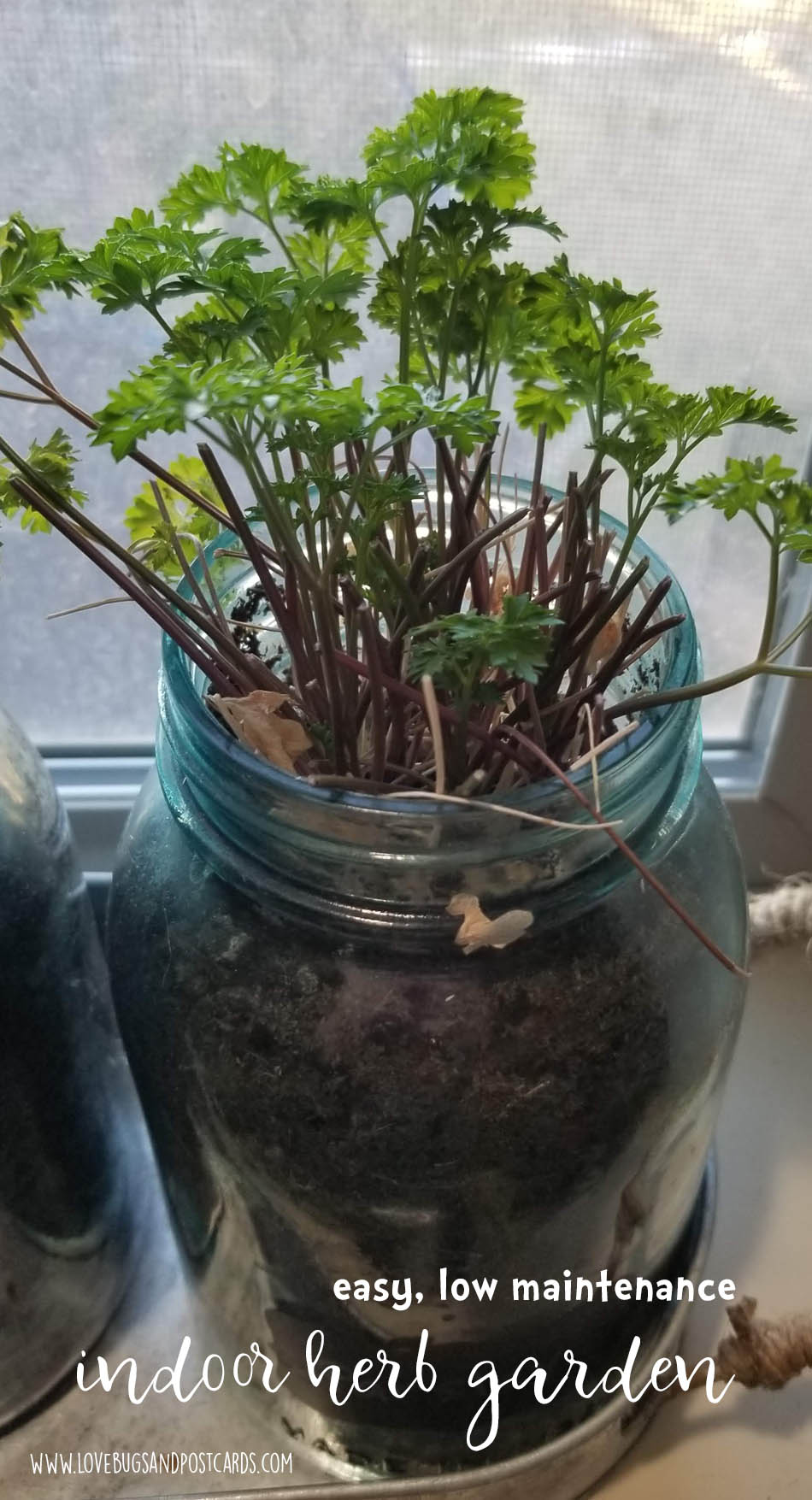 Indoor Herb Garden DIY in mason jars - Parsley