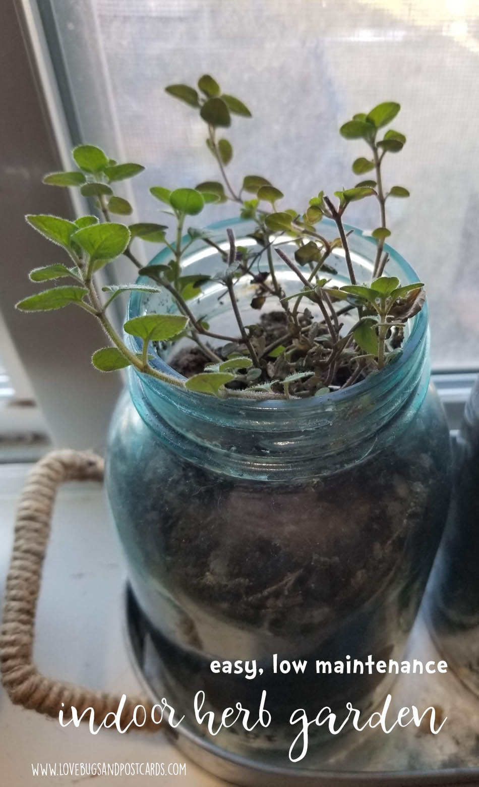 Indoor Herb Garden DIY in mason jars - Oregano