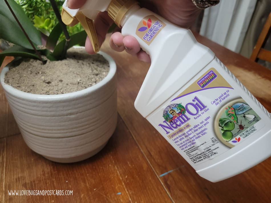 Do this to get rid of gnats in houseplant soil