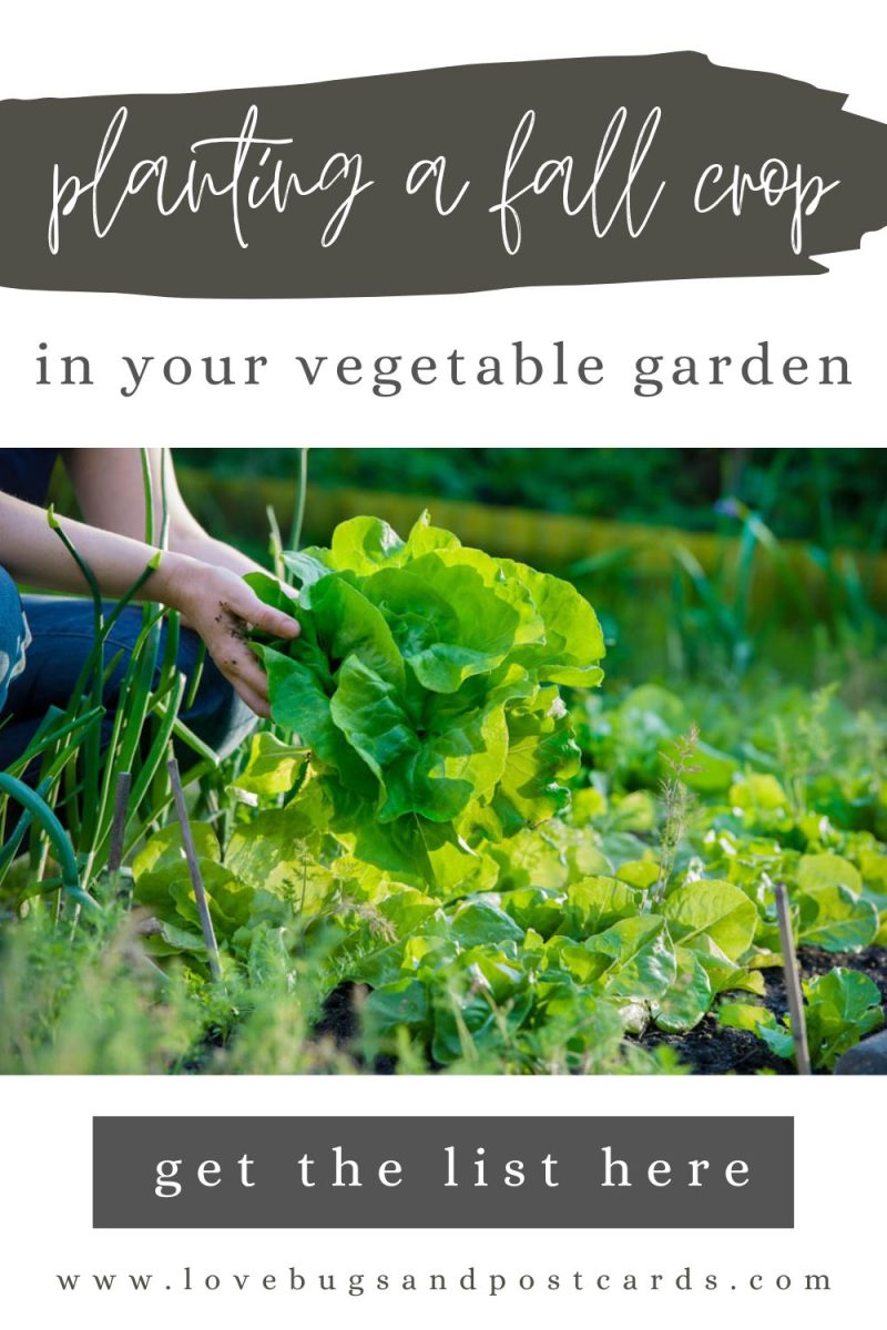 Planting a fall crop in your vegetable garden