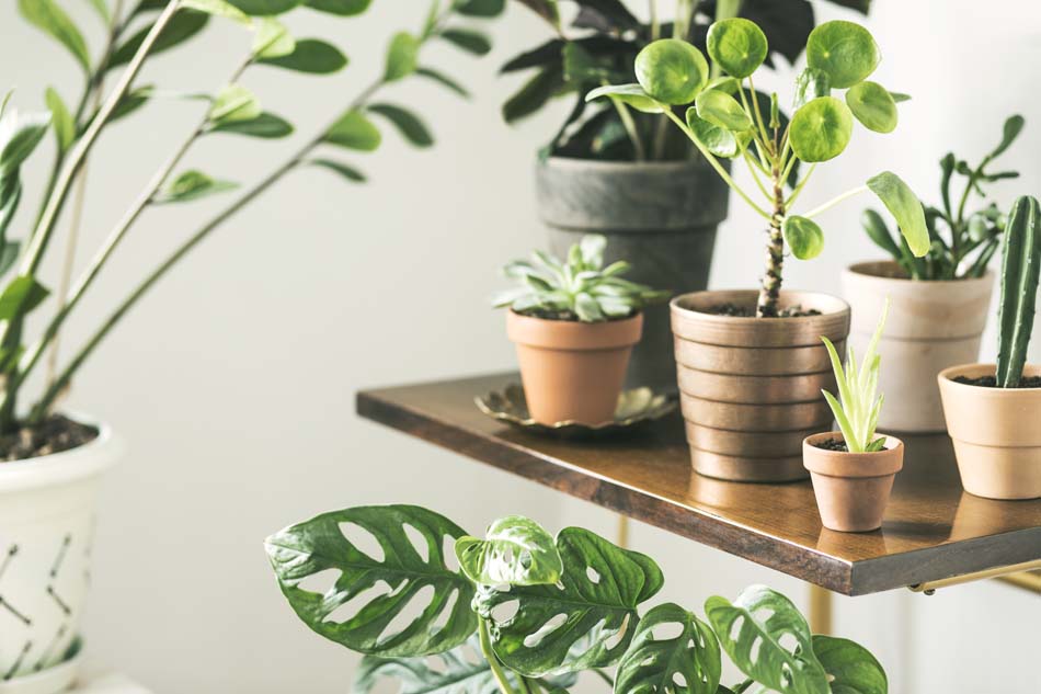 Houseplant grow light guide