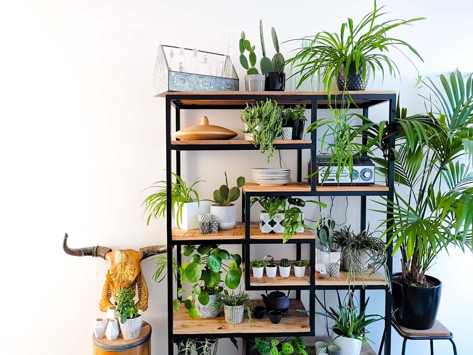 Houseplant grow light guide