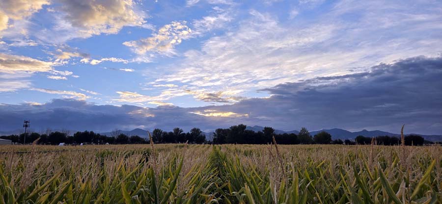 Crazy Corn Maze 2025 (Utah)