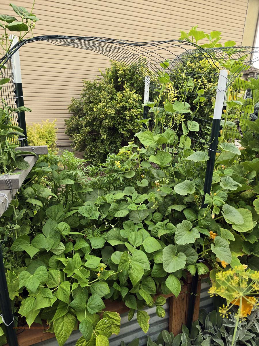 How to Use a Garden Trellis for Vining Plants
