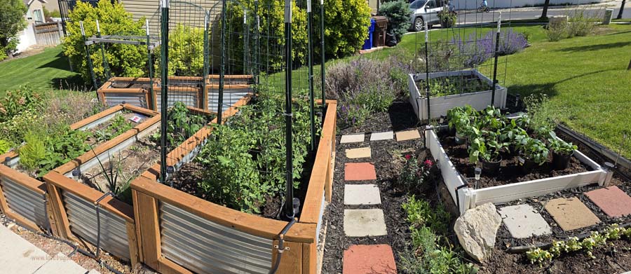 How to Use a Garden Trellis for Vining Plants