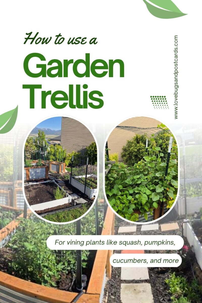 How to Use a Garden Trellis for Vining Plants