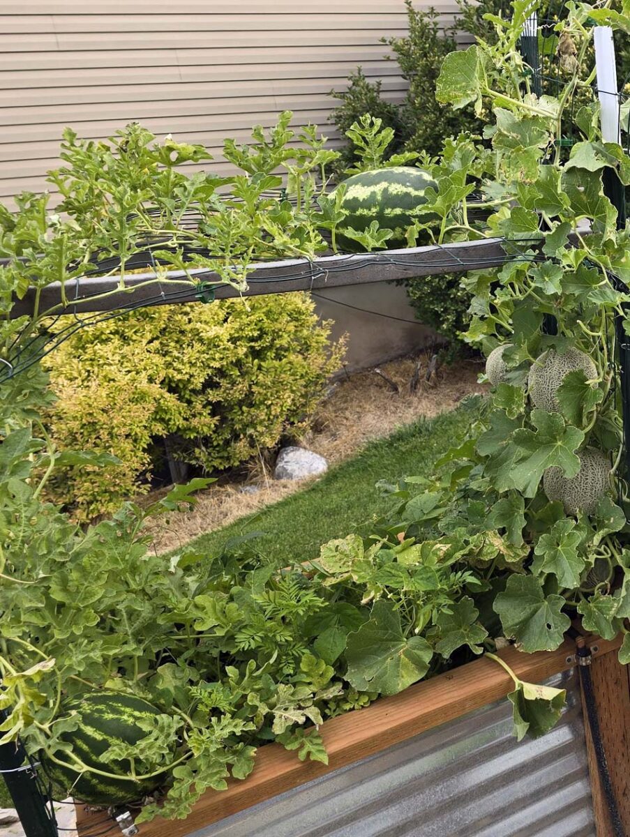 Best companion plants for gardens