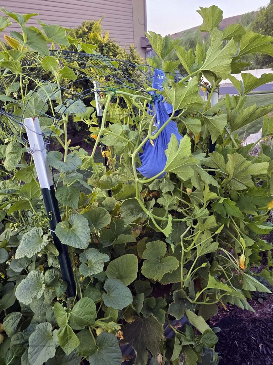 Best companion plants for gardens