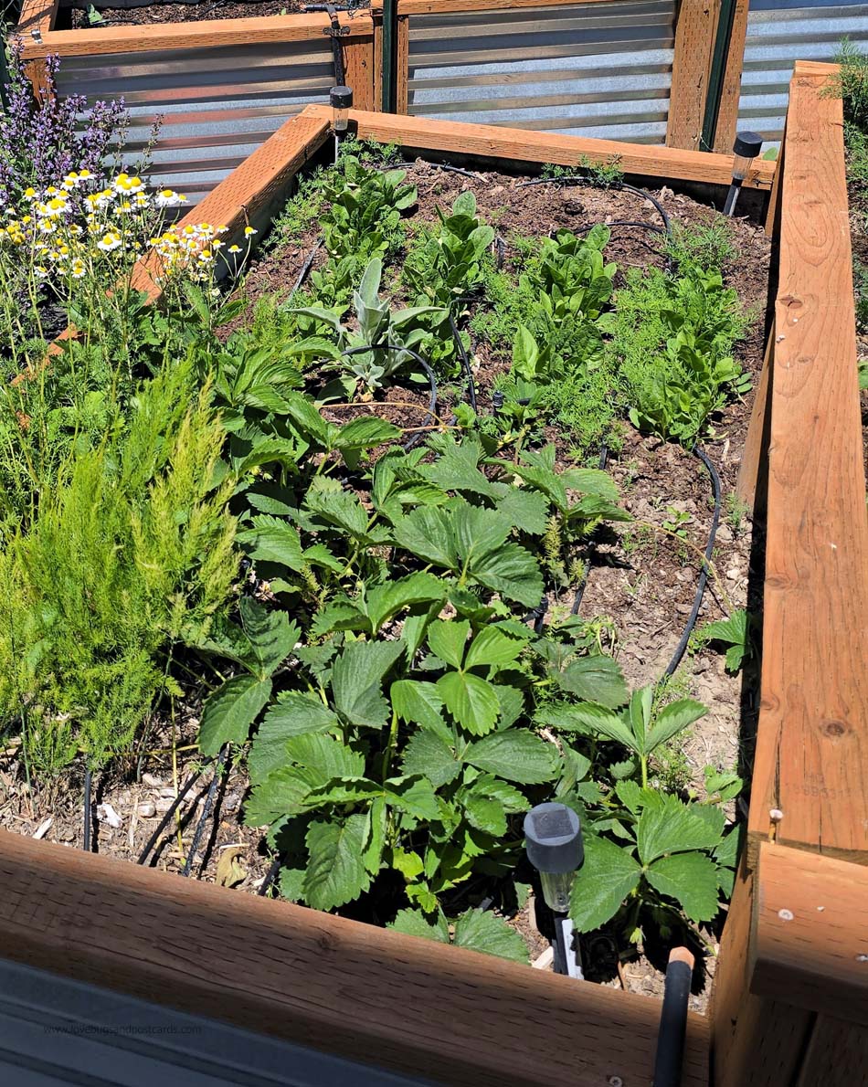 Best companion plants for gardens