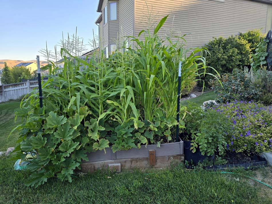 Tips for growing corn in a small space