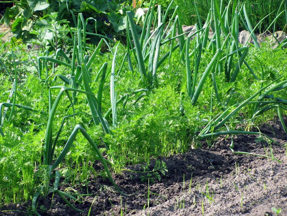 Best companion plants for gardens