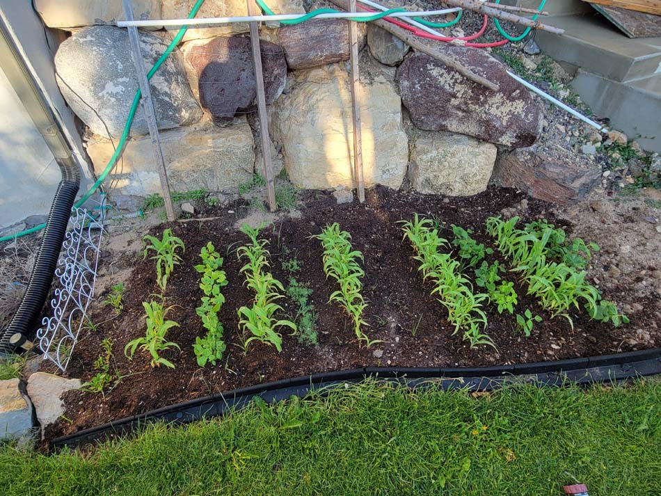Tips for growing corn in a small space