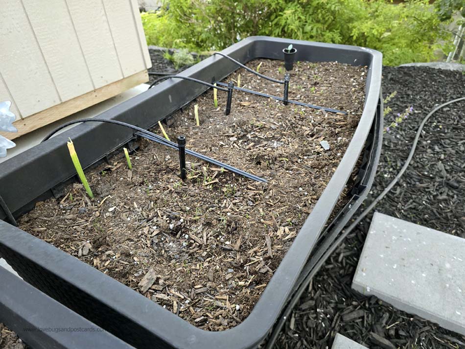 How to Start an Outdoor Herb Garden